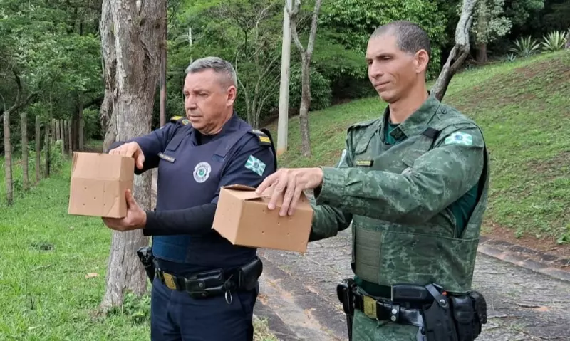 Parceria entre GCM Ambiental e Associação Mata Ciliar devolve aves à natureza